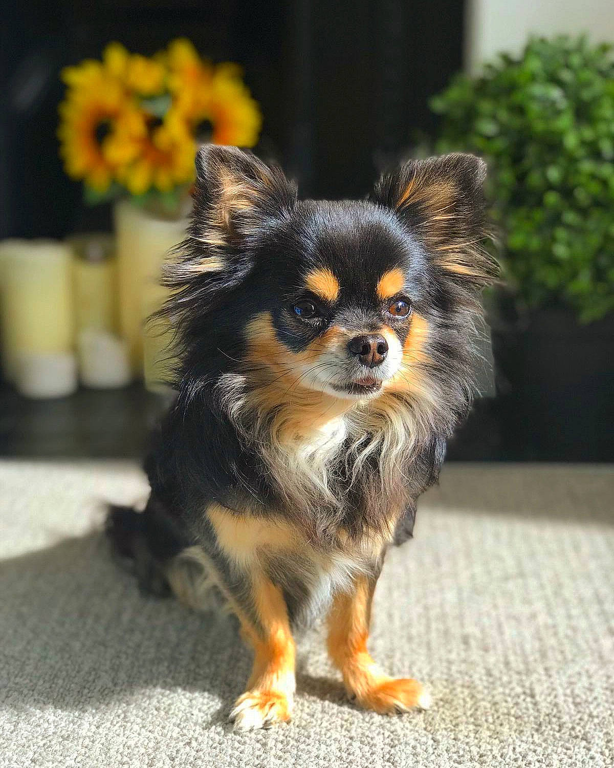 Popcorn is registered to the contest to win money with this photo: brown, canidae, carnivore, companion_dog, dog, dog_breed, fawn, fur, iris, neck, puppy, snout, sunflower, whiskers, working_animal