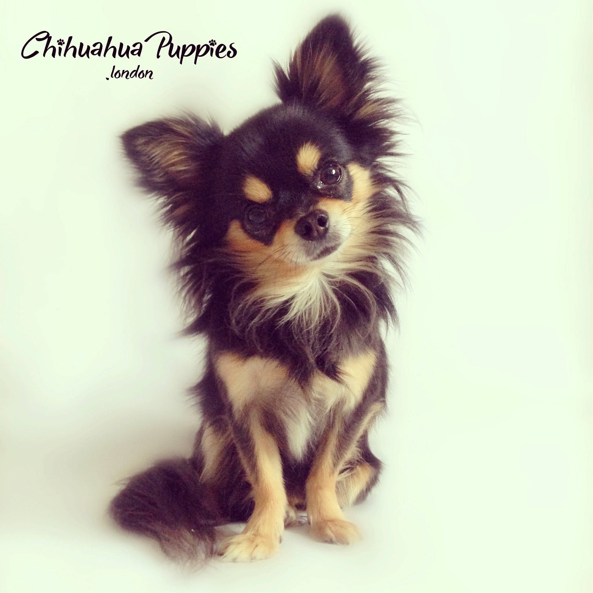 Popcorn joined the competition — help win amazing prizes! brown, canidae, carnivore, companion_dog, dog, dog_breed, fawn, fur, iris, liver, neck, non_sporting_group, papillon, puppy, skin, snout, toy_dog, vertebrate, working_animal, working_dog