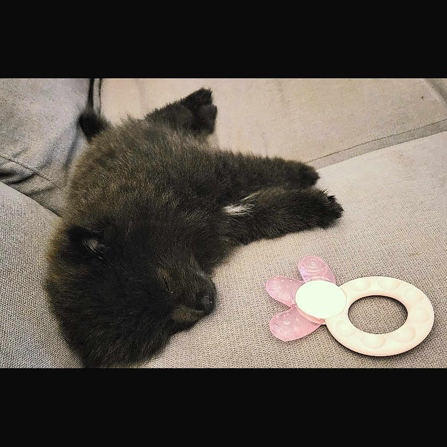 Isia a rejoint le concours — aidez-le/la à gagner de superbes lots ! animal, black, couch, cozy, cute, dog, domestic, fur, furniture, indoor, pet, pink, puppy, relaxing, resting, sleeping, small, soft, teething_ring, white