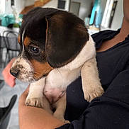 Ruby a rejoint le concours — aidez-le/la à gagner de superbes lots ! animal, arm, closeup, curious, cute, dog, ears, face, fur, furniture, holding, home, indoor, person, pet, puppy, soft_light, staircase, tricolor, young