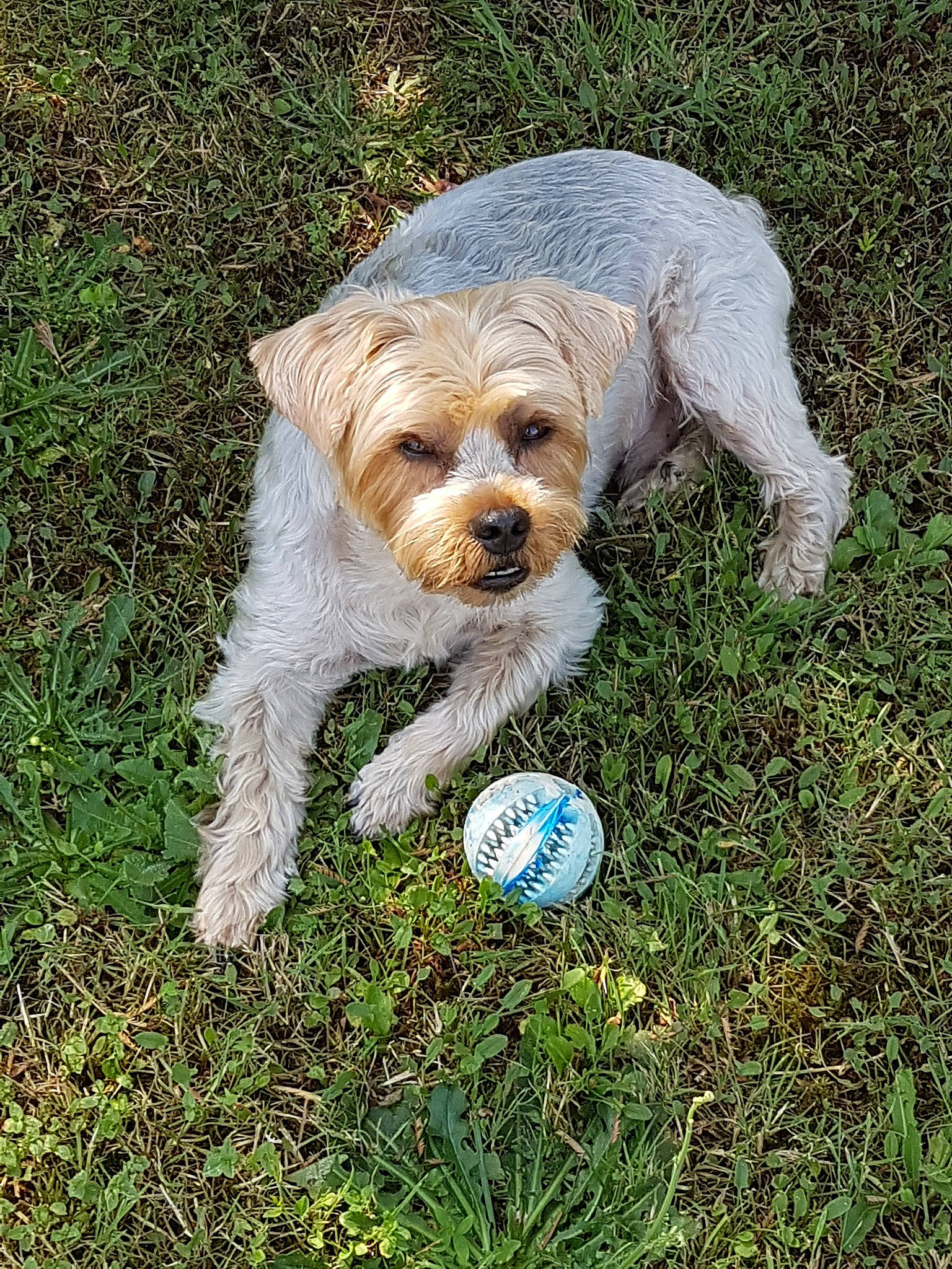 Simba a rejoint le concours — aidez-le/la à gagner de superbes lots ! carnivoran, companion_dog, dog, dog_breed, dog_like_mammal, dutch_smoushond, grass, morkie, person, poodle_crossbreed, schnoodle, snout, sporting_lucas_terrier, terrier