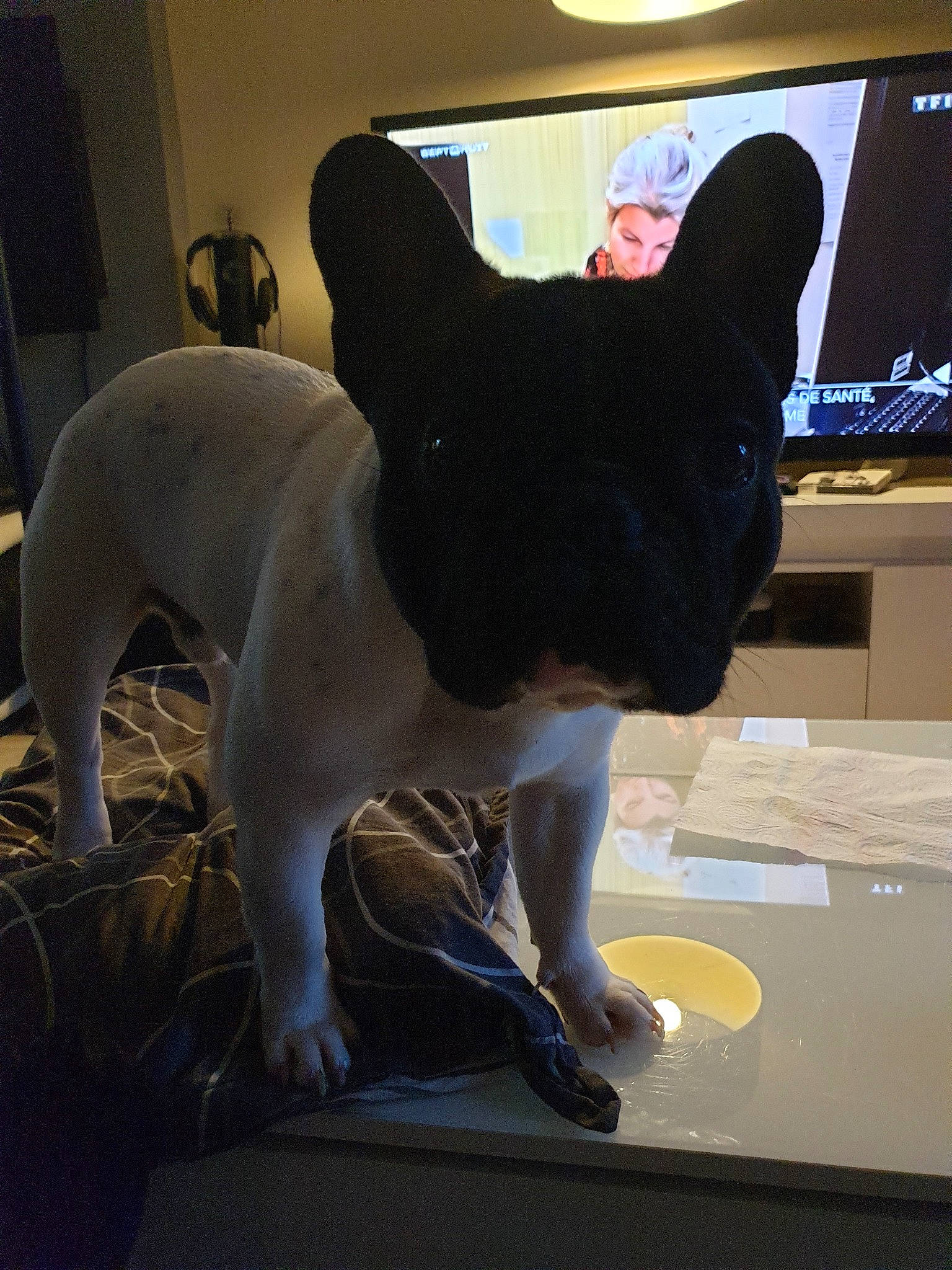 Booba participe au concours pour gagner de l'argent avec cette photo : boston_terrier, canidae, carnivore, companion_dog, dog, dog_breed, ear, fawn, french_bulldog, games, linens, mammal, non_sporting_group, tail, whiskers