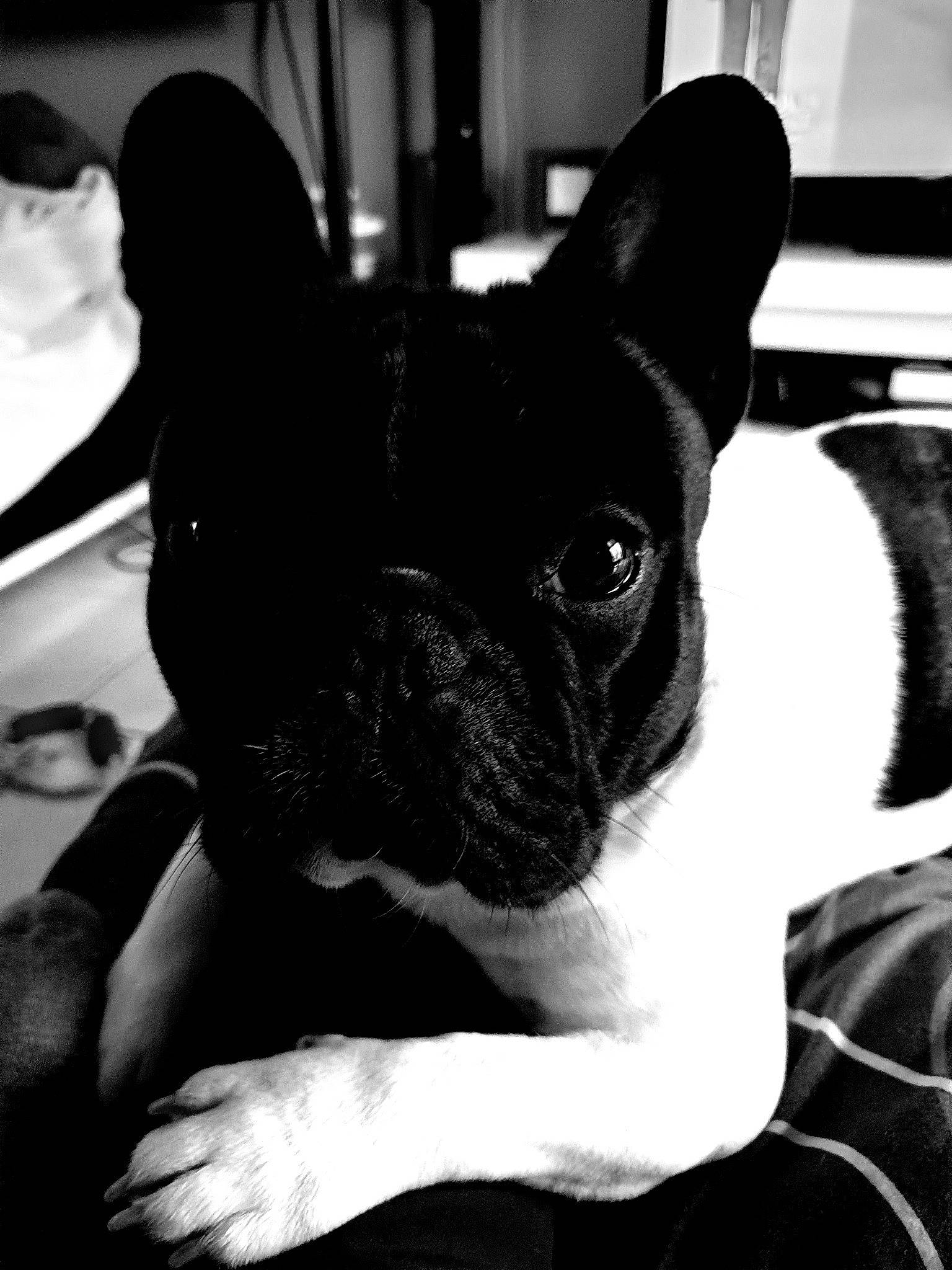 Booba participe au concours pour gagner de l'argent avec cette photo : black, black_and_white, boston_terrier, bulldog, canidae, carnivore, companion_dog, dog, dog_breed, ear, eye, fawn, french_bulldog, mammal, non_sporting_group, photography, puppy, snout, style