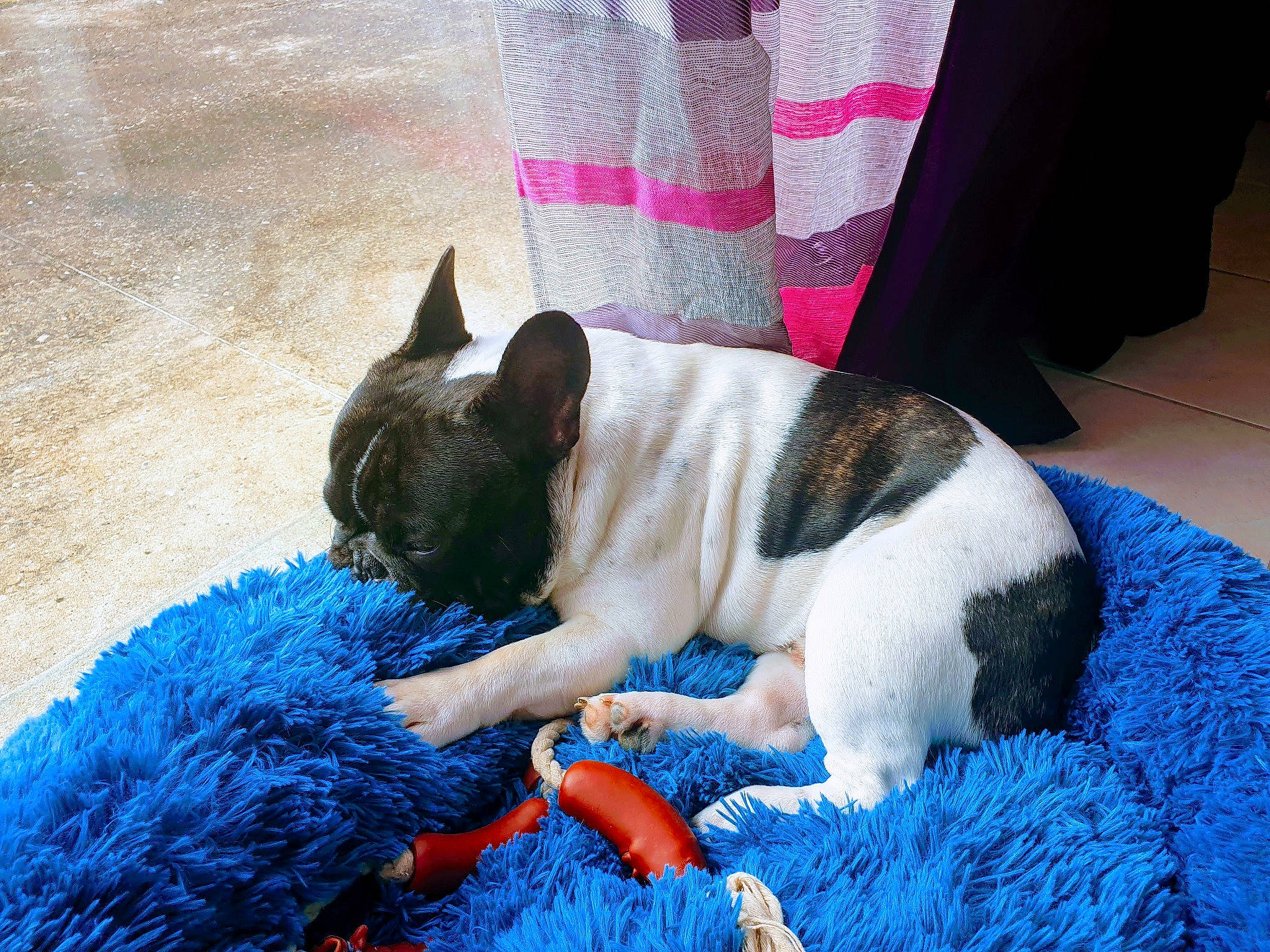 Booba participe au concours pour gagner de l'argent avec cette photo : boston_terrier, bulldog, canidae, carnivore, dog, dog_breed, fawn, french_bulldog, mammal, non_sporting_group, puppy, sporting_group, tail, vertebrate