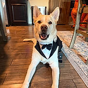 Wyatt joined the competition — help win amazing prizes! dog, tuxedo, pet, indoor, wood_floor, smiling, animal, canine, costume, living_room, person, orange_clothing, cabinet, rug, chair, happy, tongue_out, ears_up, domestic_animal, flooring