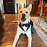 dog, tuxedo, pet, indoor, wood_floor, smiling, animal, canine, costume, living_room, person, orange_clothing, cabinet, rug, chair, happy, tongue_out, ears_up, domestic_animal, flooring