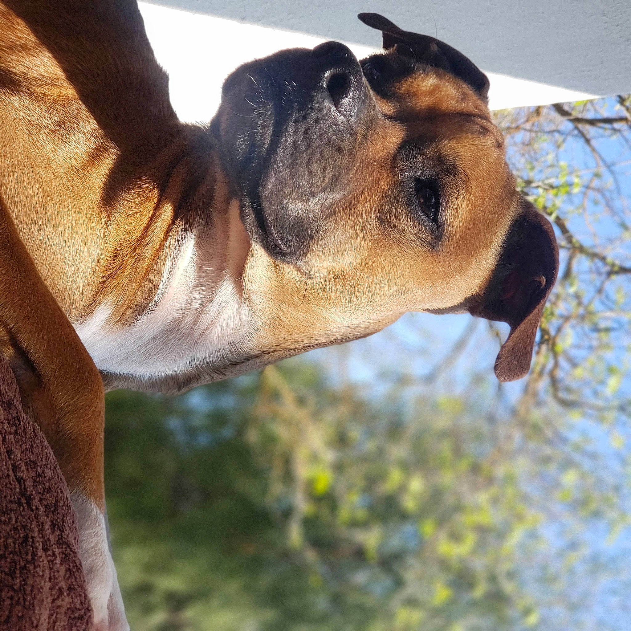 Kairo is registered to the contest to win money with this photo: carnivore, companion_dog, dog, dog_breed, ear, eye, fawn, gesture, grass, hand, happy, head, human_body, jaw, plant, snout, sporting_group, vertebrate, whiskers, working_animal