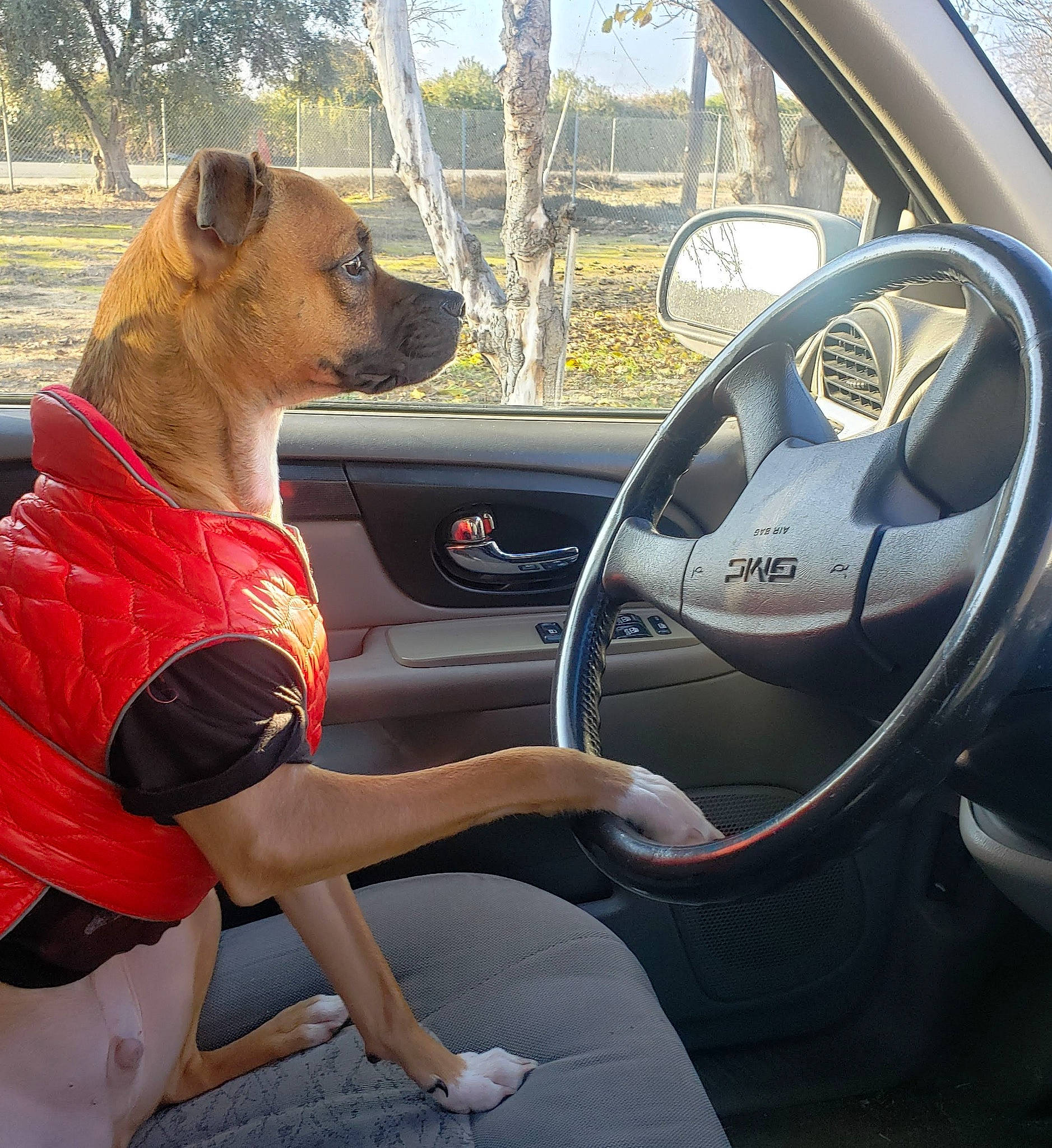 Kairo is registered to the contest to win money with this photo: auto_part, automotive_design, automotive_exterior, automotive_window_part, car, carnivore, companion_dog, dog, dog_breed, family_car, fawn, motor_vehicle, personal_luxury_car, snapshot, steering_part, steering_wheel, street_fashion, tree, vehicle, vehicle_door