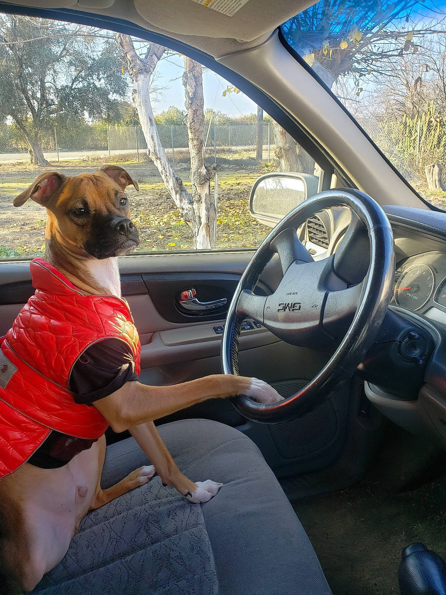 Kairo is registered to the contest to win money with this photo: auto_part, automotive_design, automotive_exterior, automotive_mirror, car, car_seat, car_seat_cover, carnivore, companion_dog, dog, fawn, mode_of_transport, motor_vehicle, personal_luxury_car, plant, sky, steering_part, steering_wheel, vehicle, vehicle_door