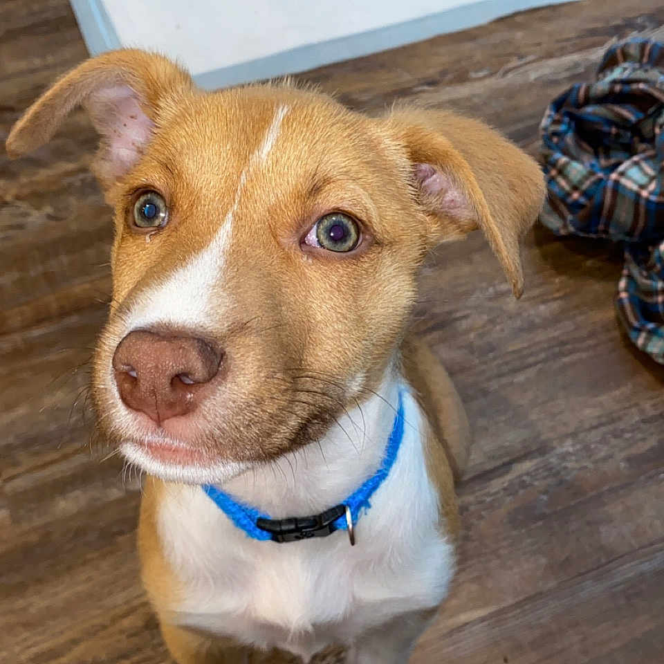 Archie is registered to the contest to win money with this photo: animal, blue_collar, brown_fur, collar, cute, dog, domestic_animal, ears, floor, indoor, looking_up, nose, pet, pet_care, puppy, small_dog, whiskers, white_fur, wooden_floor, young_dog