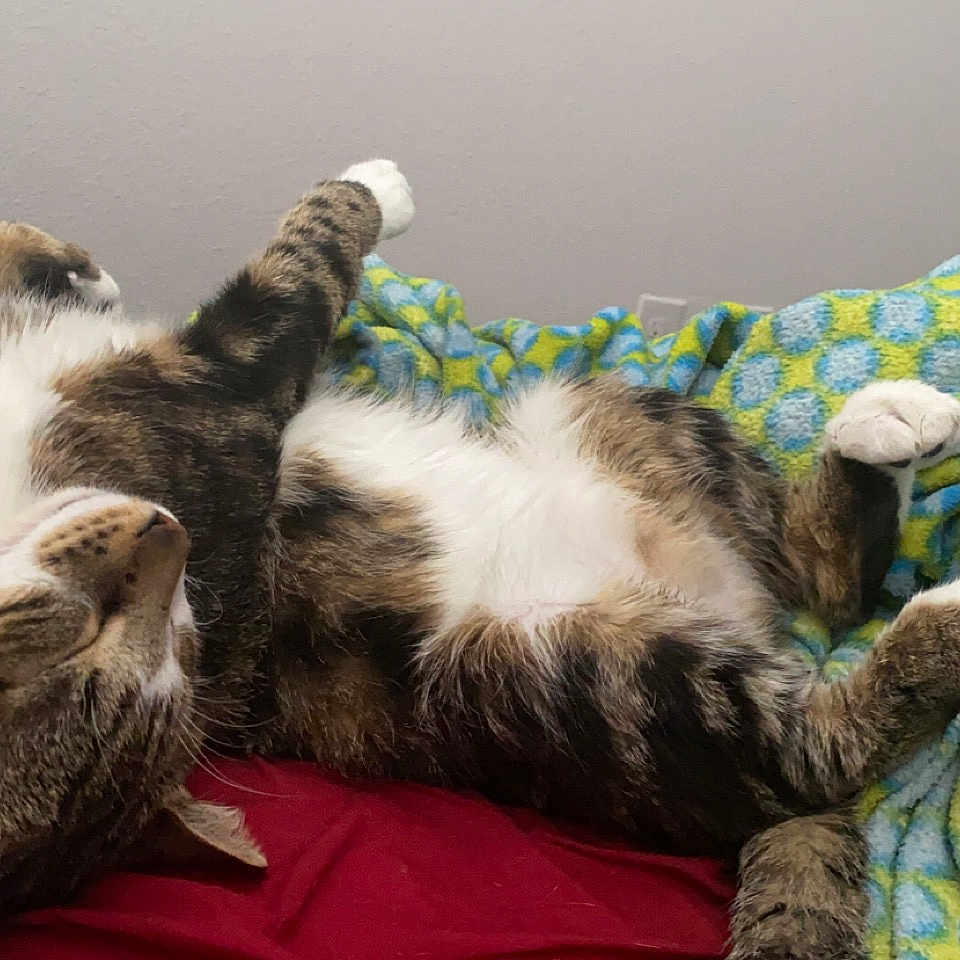 Benji