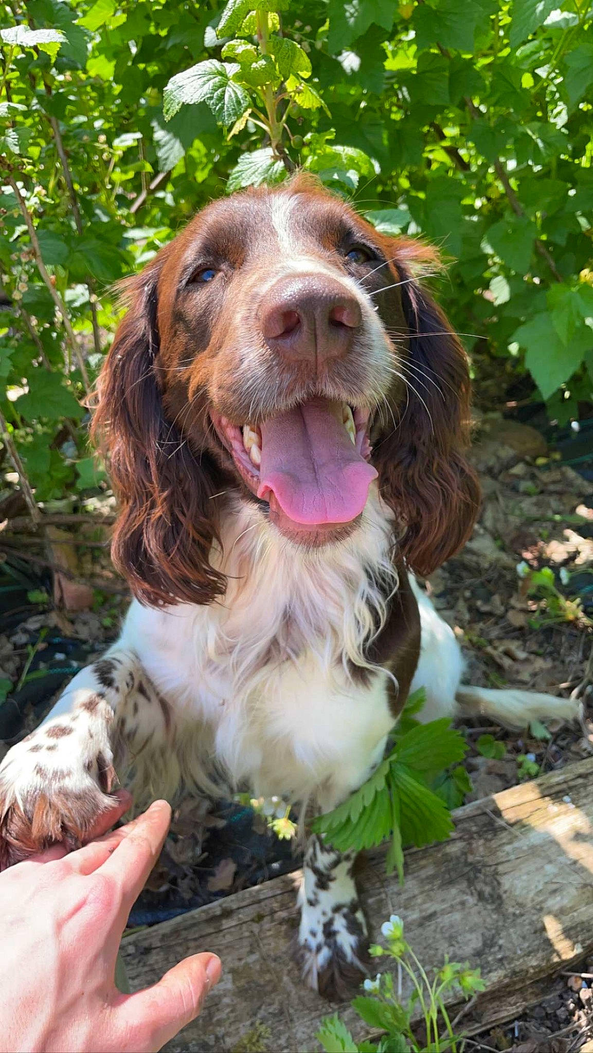 Luna joined the competition — help win amazing prizes! canidae, carnivore, cocker_spaniel, companion_dog, dog, dog_breed, dog_collar, gun_dog, hound, hunting_dog, irish_red_and_white_setter, liver, plant, pointing_breed, pont_audemer_spaniel, snout, spaniel, sporting_group, terrestrial_animal