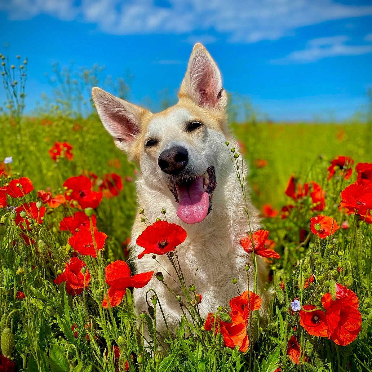 Hedda participe au concours pour gagner de l'argent avec cette photo : animal, canine, cute, dog, field, flora, flower, grass, greenery, happy, nature, outdoor, pet, playful, poppy, portrait, sky, summer, sunlight, tongue_out