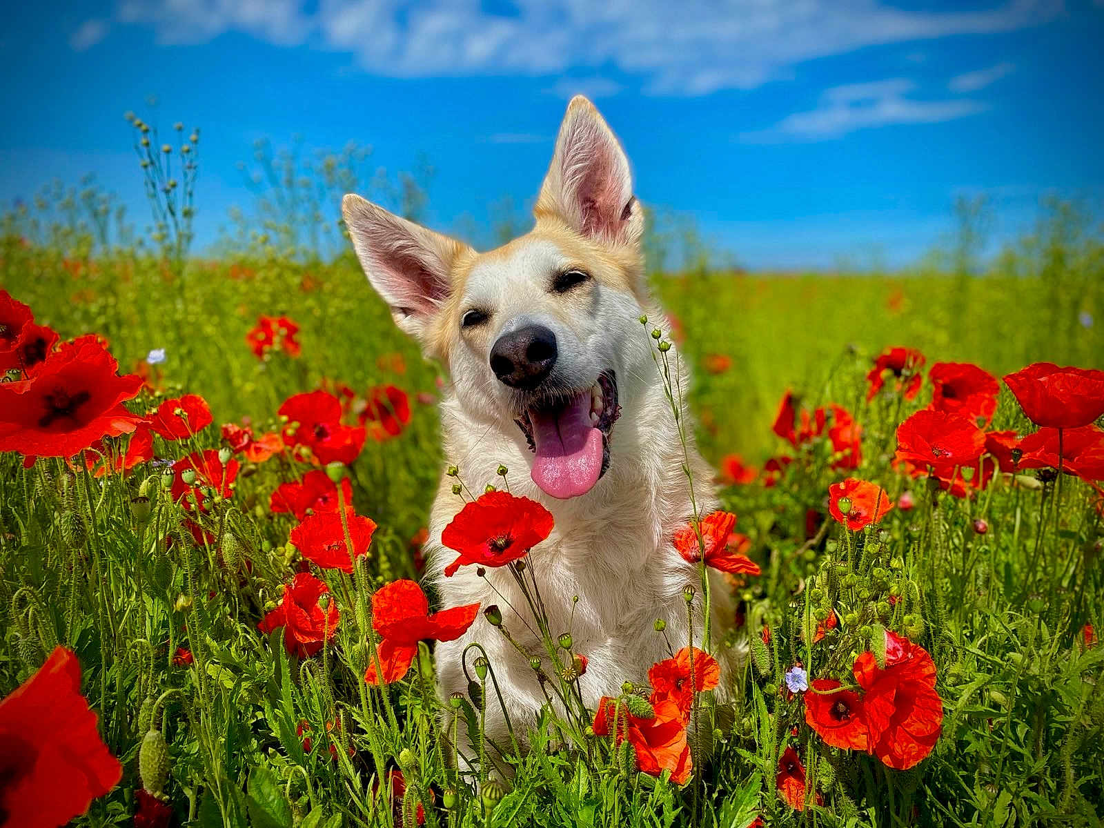 Hedda participe au concours pour gagner de l'argent avec cette photo : dog, animal, flower, poppy, field, nature, outdoor, sky, greenery, pet, canine, happy, tongue_out, summer, sunlight, grass, flora, portrait, cute, playful
