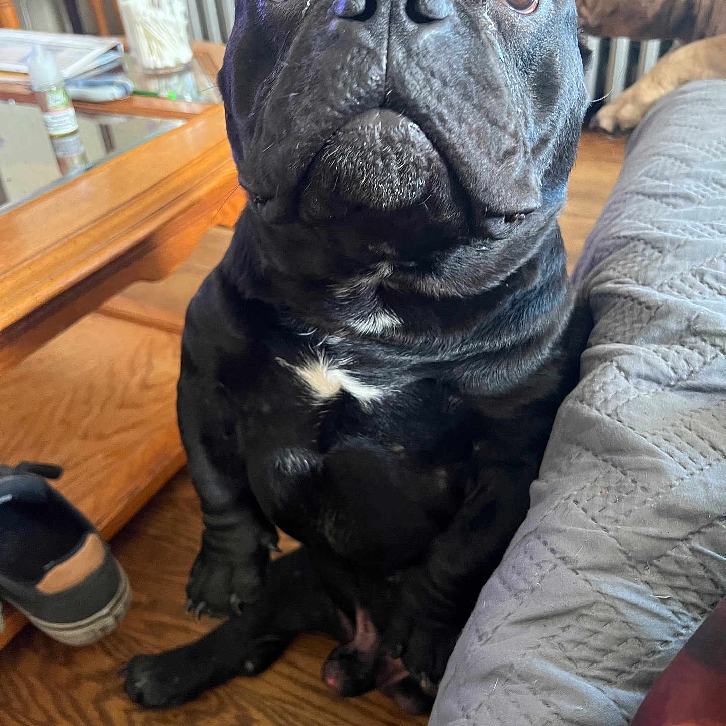 Zeus is registered to the contest to win money with this photo: animal, bulldog, canine, clothing, couch, desk, dog, footwear, frenchbulldog, furniture, hardwood, indoors, interiordesign, person, pet, pitbull, puppy, shoe, sink, wood