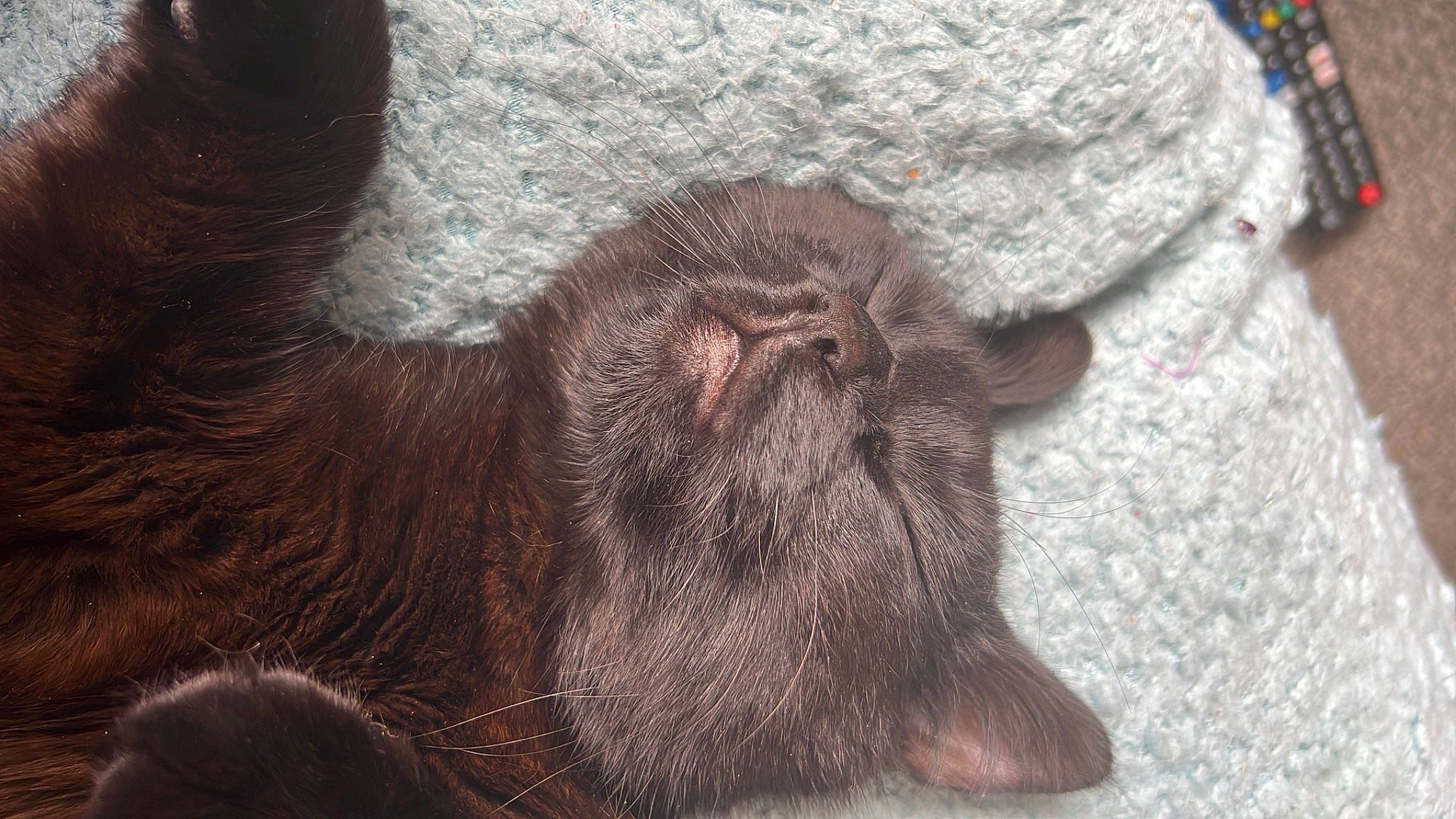 Frankie joined the competition — help win amazing prizes! carnivore, cat, claw, comfort, dog_breed, domestic_short_haired_cat, felidae, foot, fur, grey, liver, mammal, nap, paw, small_to_medium_sized_cats, sporting_group, tail, terrestrial_animal, whiskers, wrinkle