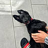 puppy, dog, black_fur, playful, collar, pet, floor, tile, human_hand, footwear, sock, sandal, happy, pet_care, cute, domestic_animal, young_dog, indoor, animal_interaction, joyful