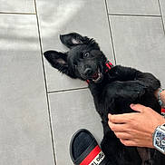 Aryna a rejoint le concours — aidez-le/la à gagner de superbes lots ! puppy, dog, black_dog, tile_floor, playful, happy, ears, pet, collar, human_hand, wristwatch, bracelet, footwear, sock, slide_sandal, indoor, pet_interaction, smiling, cute, young_dog
