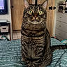 animal, bedspread, books, cat, cozy, curious, domestic, dresser, ears, feline, indoor, patterned_bedspread, pet, room, sitting, tabby_cat, television, whiskers, wide_eyes, wooden_doors