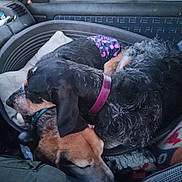 Talya participe au concours pour gagner de l'argent avec cette photo : black_and_tan, blanket, clothing, collar, comfort, companion, cozy, curled_up, dashboard, dog, domestic_animal, fabric, fur, gray, inside, pet_bed, resting, seat, sleeping, vehicle_interior