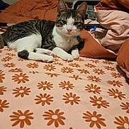 Dolly is registered to the contest to win money with this photo: animal, bed, blanket, cat, collar, cozy, cute, domestic_cat, feline, floral_pattern, fur, indoor, paws, pet, pink_nose, relaxed, resting, sleepy, tabby_cat, white_fur
