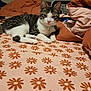 animal, bed, blanket, cat, collar, cozy, cute, domestic_cat, feline, floral_pattern, fur, indoor, paws, pet, pink_nose, relaxed, resting, sleepy, tabby_cat, white_fur
