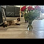 cat, siamese_cat, flowers, roses, vase, wooden_floor, living_room, furniture, sofa, cat_tree, indoor, pet, relaxing, two_cats, plant, greenery, collar, domestic_animal, home_interior, natural_light