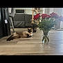 Fluff is registered to the contest to win money with this photo: cat, cats, flower_vase, red_roses, wooden_floor, living_room, sofa, chair, cat_tree, indoor, pet, feline, curious, relaxed, modern_interior, plant, glass_vase, home, decor, cozy