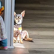 Spike is registered to the contest to win money with this photo: animal, casual, collar, companion, cozy, dog, floor, home, indoor, light, partial_view, person, pet, relaxed, resting, shadow, shadow_play, socks, sunlight, wall
