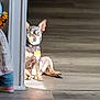 animal, casual, collar, companion, cozy, dog, floor, home, indoor, light, partial_view, person, pet, relaxed, resting, shadow, shadow_play, socks, sunlight, wall