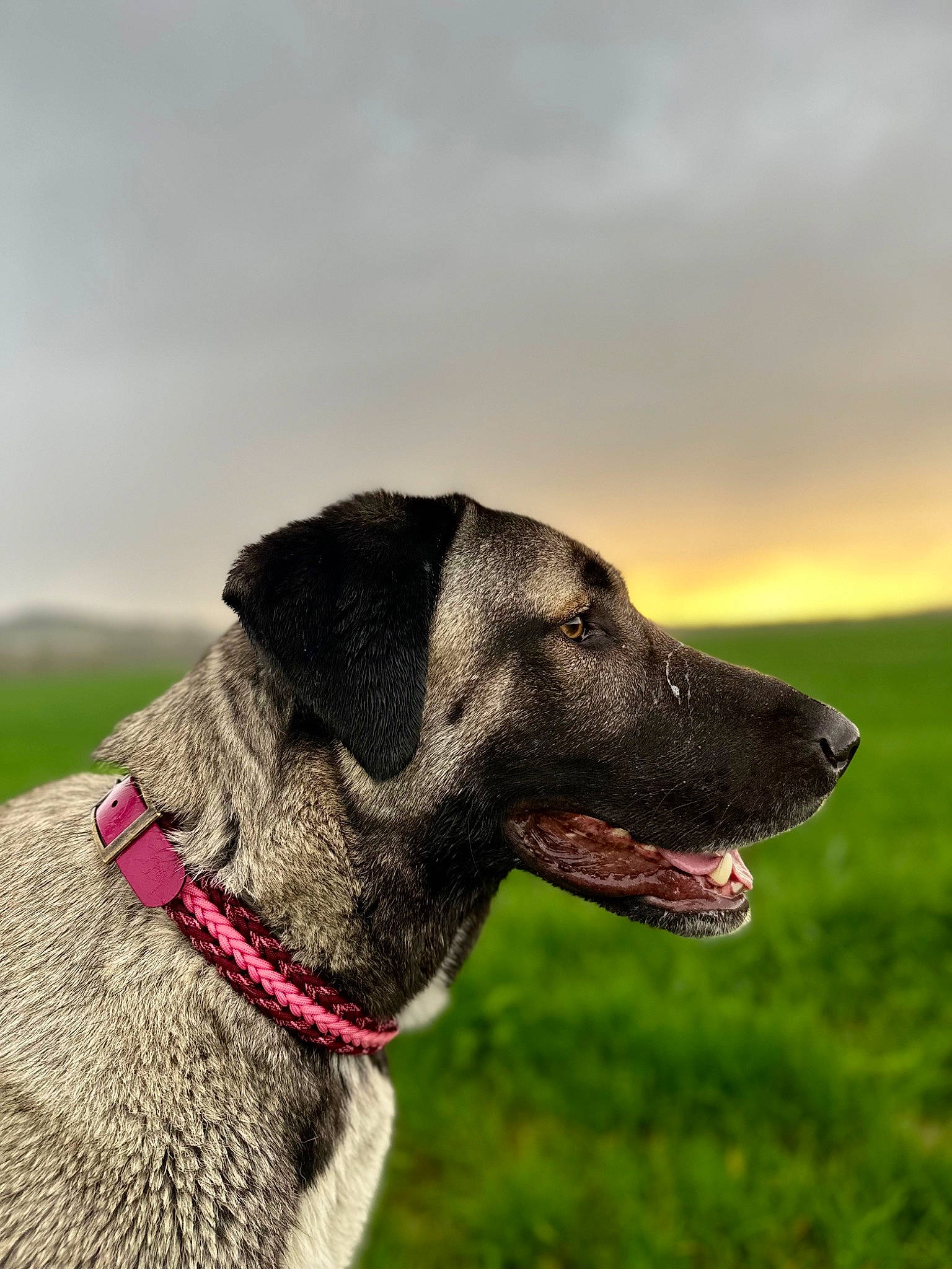 Altesse a rejoint le concours — aidez-le/la à gagner de superbes lots ! carnivore, cloud, collar, companion_dog, dog, dog_breed, dog_collar, dog_supply, fawn, grass, grassland, gun_dog, leash, liver, pet_supply, plant, sky, snout, sporting_group, working_animal