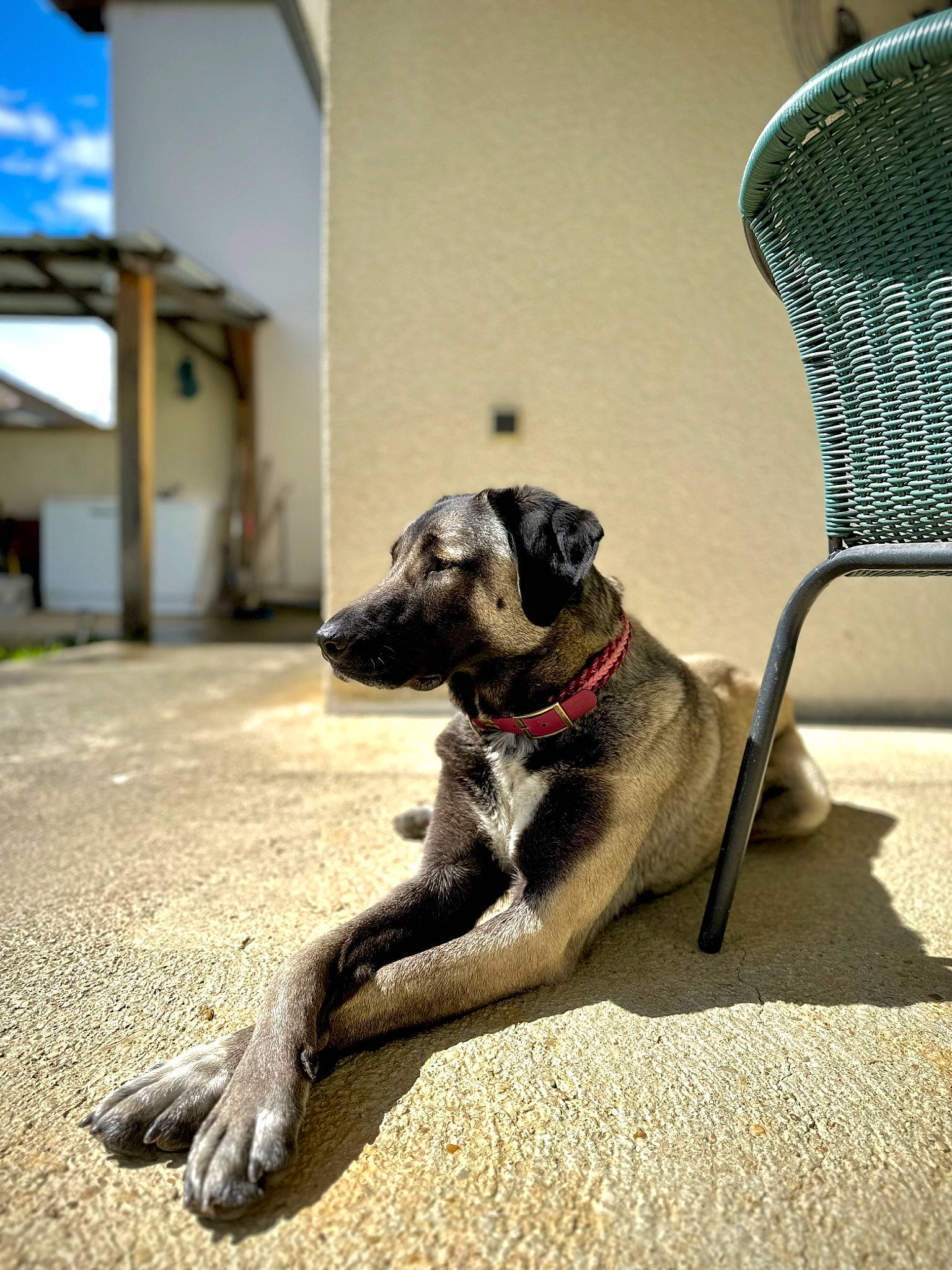 Altesse a rejoint le concours — aidez-le/la à gagner de superbes lots ! carnivore, collar, companion_dog, dog, dog_breed, dog_collar, dog_supply, flooring, guard_dog, leash, paw, pet_supply, plant, road_surface, sky, snout, sporting_group, tail, working_animal, working_dog