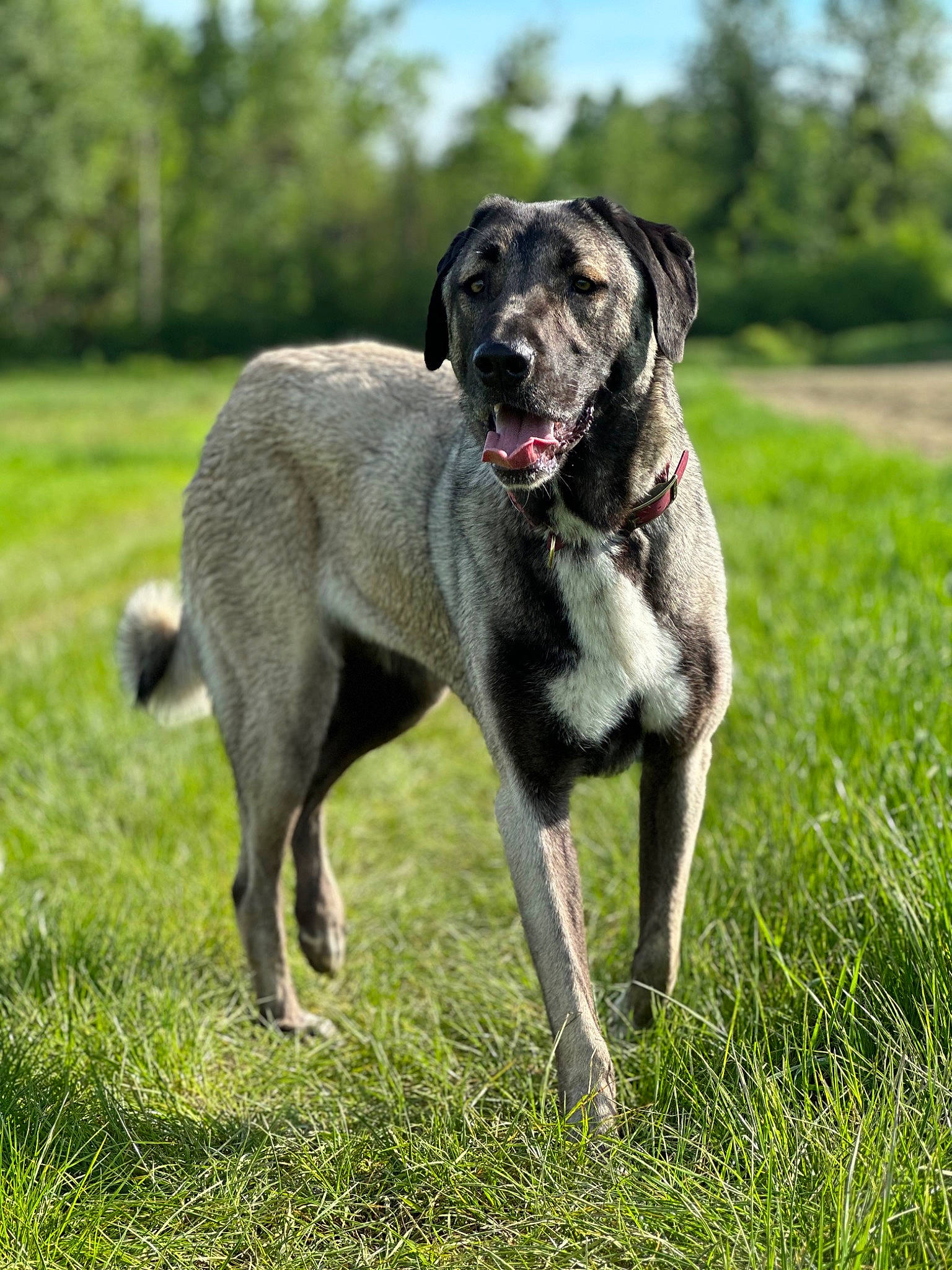 Altesse participe au concours pour gagner de l'argent avec cette photo : carnivore, collar, companion_dog, dog, dog_breed, dog_supply, grass, grassland, guard_dog, hunting_dog, non_sporting_group, plant, sky, snout, sporting_group, tail, tree, working_animal, working_dog