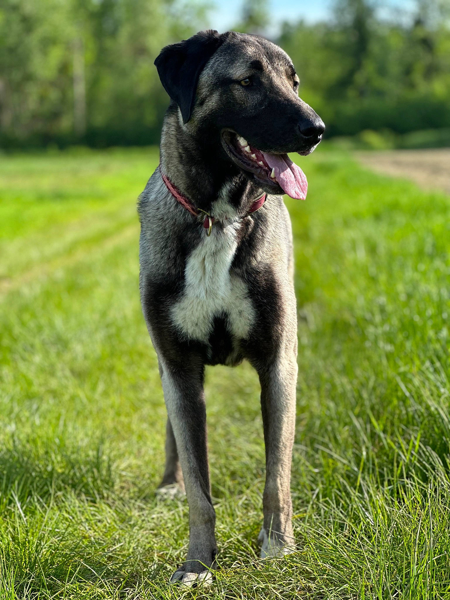 Altesse participe au concours pour gagner de l'argent avec cette photo : canidae, carnivore, collar, companion_dog, dog, dog_breed, dog_collar, dog_supply, fawn, grass, grassland, guard_dog, pet_supply, plant, snout, sporting_group, tail, terrestrial_animal, tree, working_animal