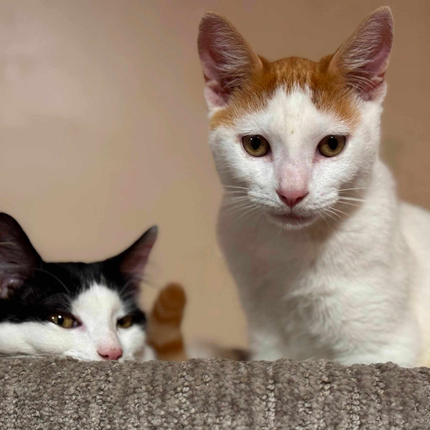 Bailey And Shyla joined the competition — help win amazing prizes! animal, black_and_white_cat, cat, cats, closeup, companion, curious, ears, face, feline, indoor, orange_and_white_cat, pet, portrait, relaxed, resting, soft_surface, texture, two_animals, whiskers