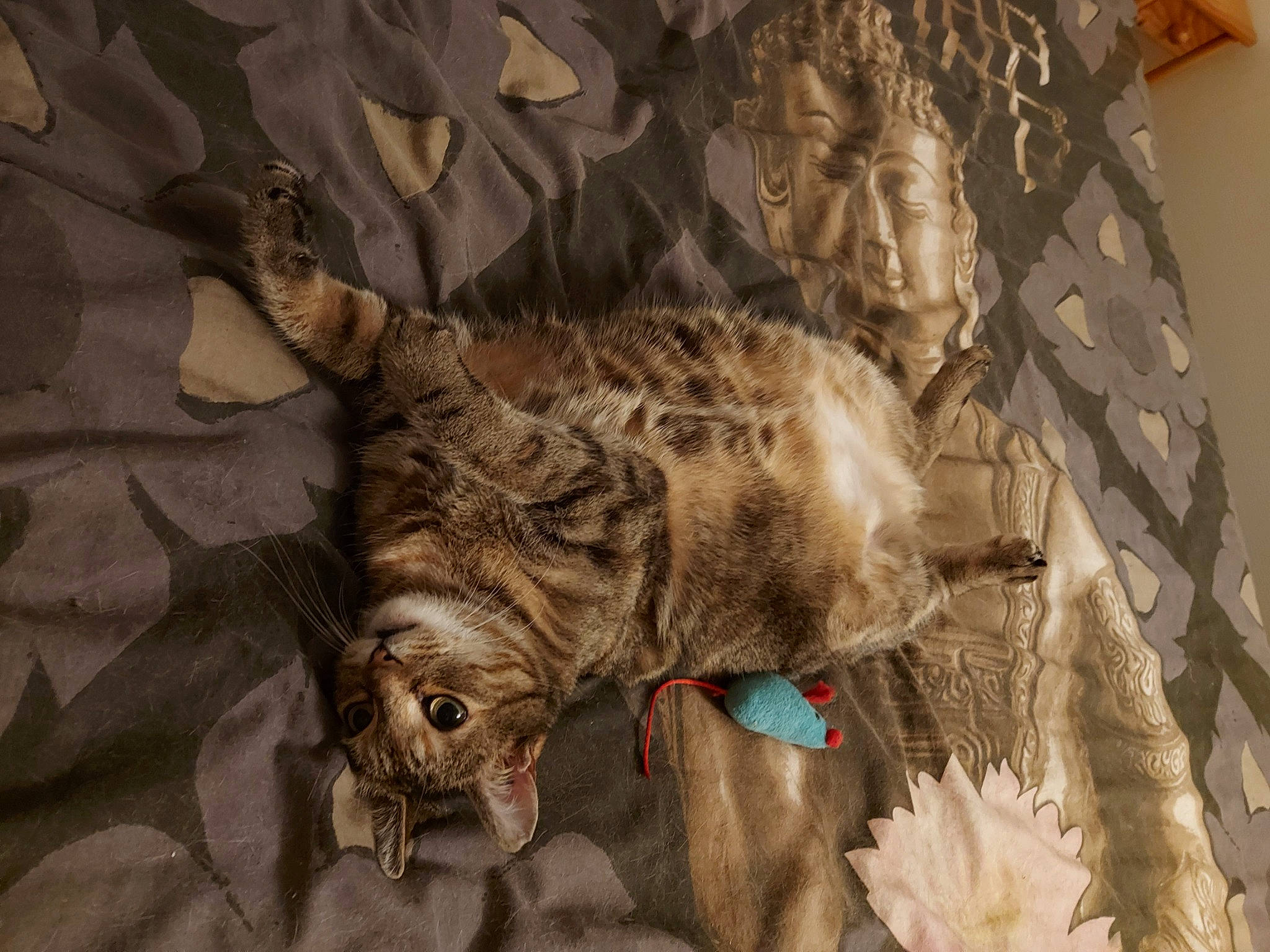 Kaïna participe au concours pour gagner de l'argent avec cette photo : carnivore, cat, claw, domestic_short_haired_cat, fawn, felidae, fur, pattern, paw, small_to_medium_sized_cats, snout, tail, terrestrial_animal, whiskers, wildlife, wood