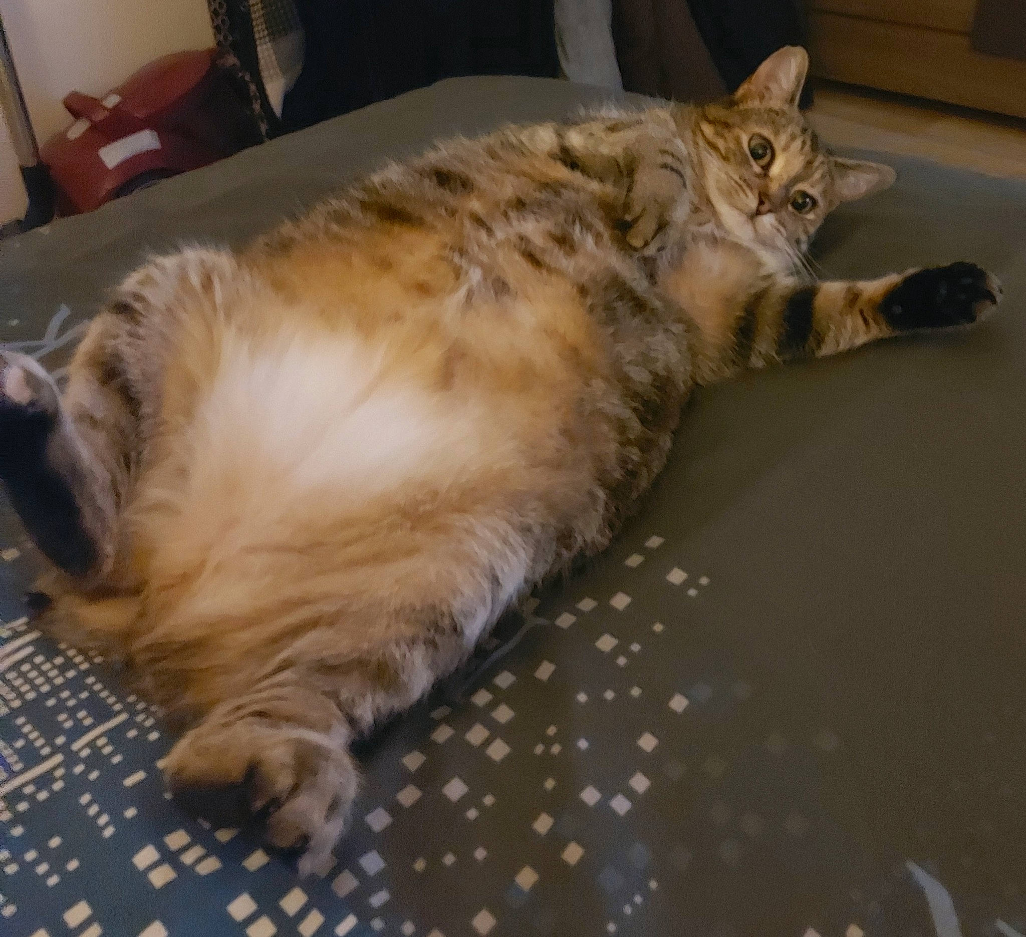 Kaïna a rejoint le concours — aidez-le/la à gagner de superbes lots ! canidae, carnivore, cat, claw, comfort, companion_dog, dog_breed, domestic_short_haired_cat, fawn, felidae, flooring, fur, hardwood, paw, small_to_medium_sized_cats, snout, sporting_group, tail, terrestrial_animal, whiskers