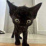 Apu a rejoint le concours — aidez-le/la à gagner de superbes lots ! kitten, black_cat, indoor, floor, curious, whiskers, ears, door, shoes, pet, animal, young, walking, close_up, wide_eyes, domestic, feline, small, home, exploring