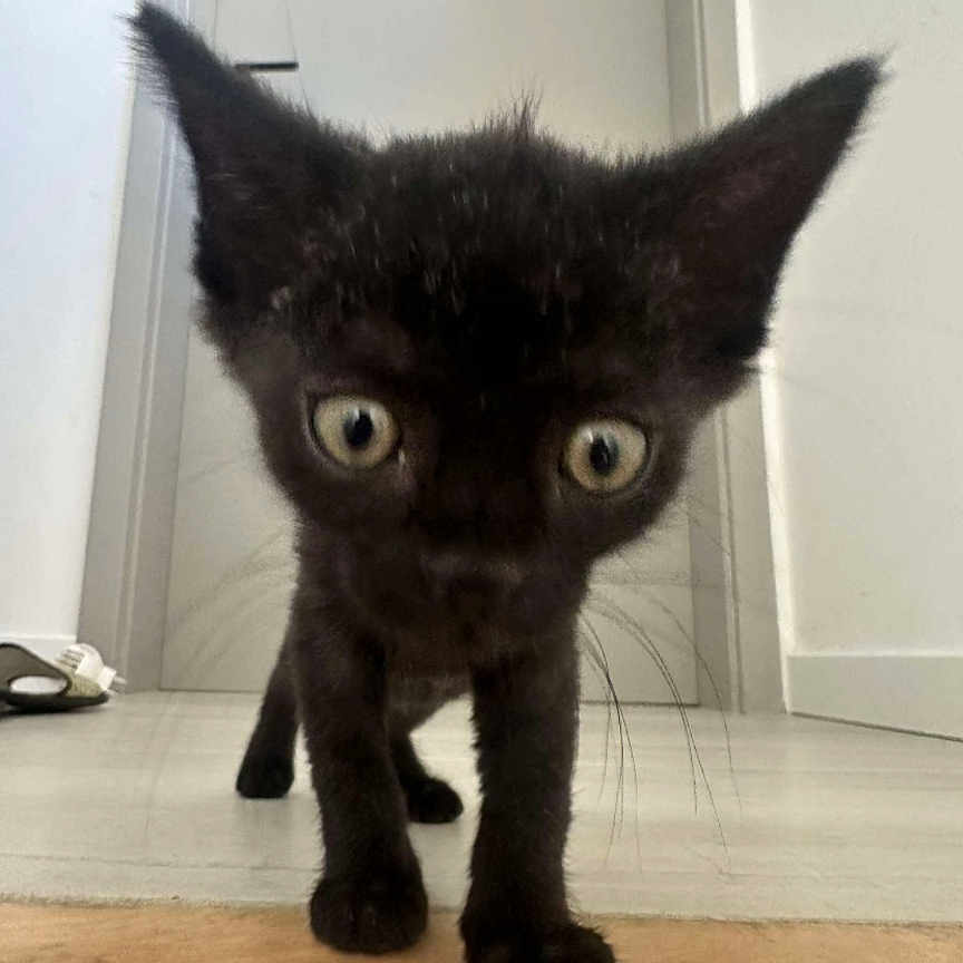 Apu a rejoint le concours — aidez-le/la à gagner de superbes lots ! animal, black_cat, close_up, curious, domestic, door, ears, exploring, feline, floor, home, indoor, kitten, pet, shoes, small, walking, whiskers, wide_eyes, young