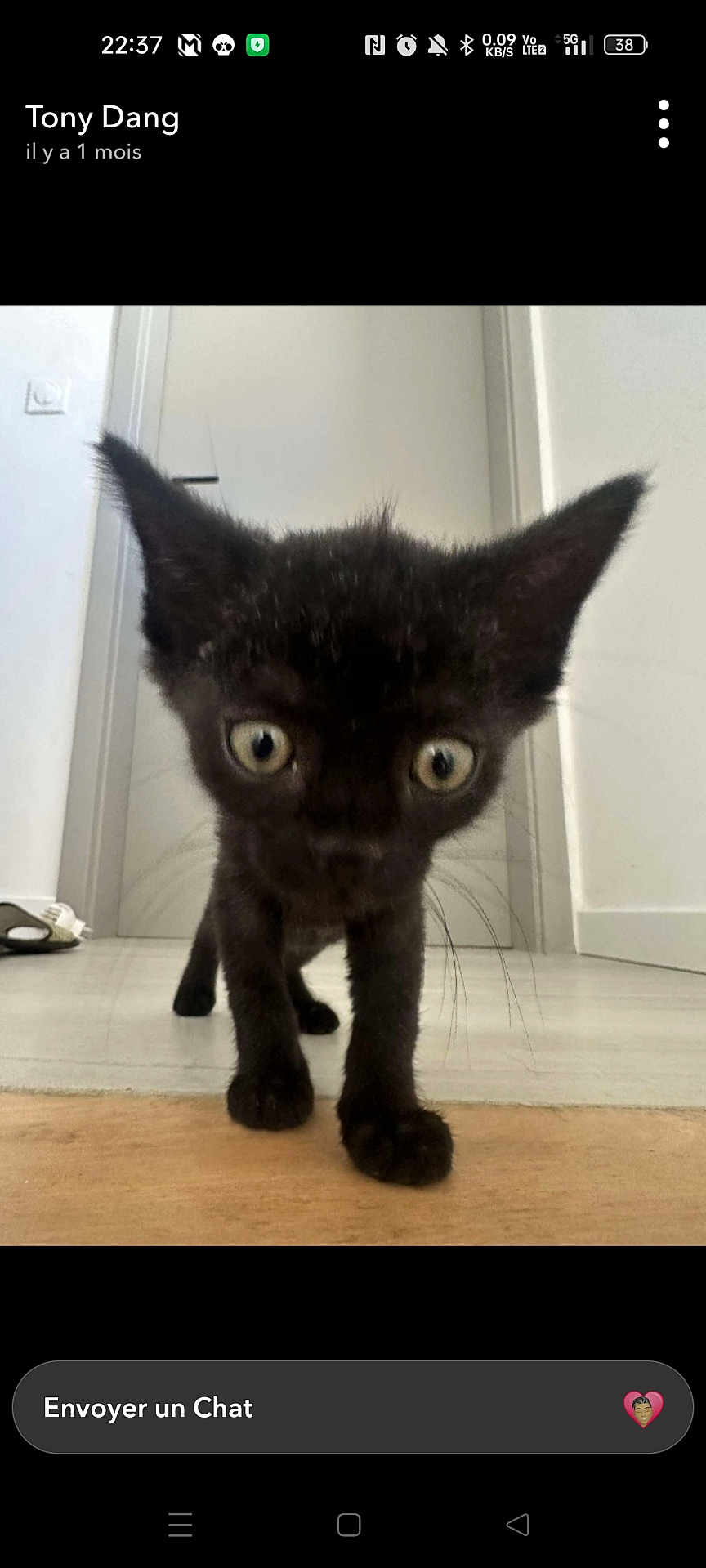 Apu a rejoint le concours — aidez-le/la à gagner de superbes lots ! kitten, black_cat, indoor, floor, curious, whiskers, ears, door, shoes, pet, animal, young, walking, close_up, wide_eyes, domestic, feline, small, home, exploring
