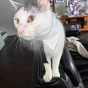 Pongo joined the competition — help win amazing prizes! cat, white_cat, yellow_eyes, collar, pet, indoor, furniture, leather_chair, curious, close_up, whiskers, domestic_cat, house, decor, flowers, framed_photos, background_blur, animal, portrait, mammal