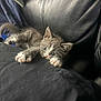 Socks is registered to the contest to win money with this photo: kitten, cat, pet, animal, feline, cute, playful, couch, leather, indoor, paws, whiskers, gray, white, young, furry, cozy, resting, curious, claws