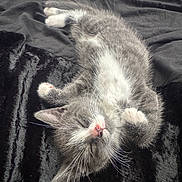 Socks is registered to the contest to win money with this photo: kitten, cat, sleeping, gray, white, fur, pet, animal, cute, whiskers, pink_nose, soft, blanket, cozy, resting, paw, indoor, young, peaceful, feline