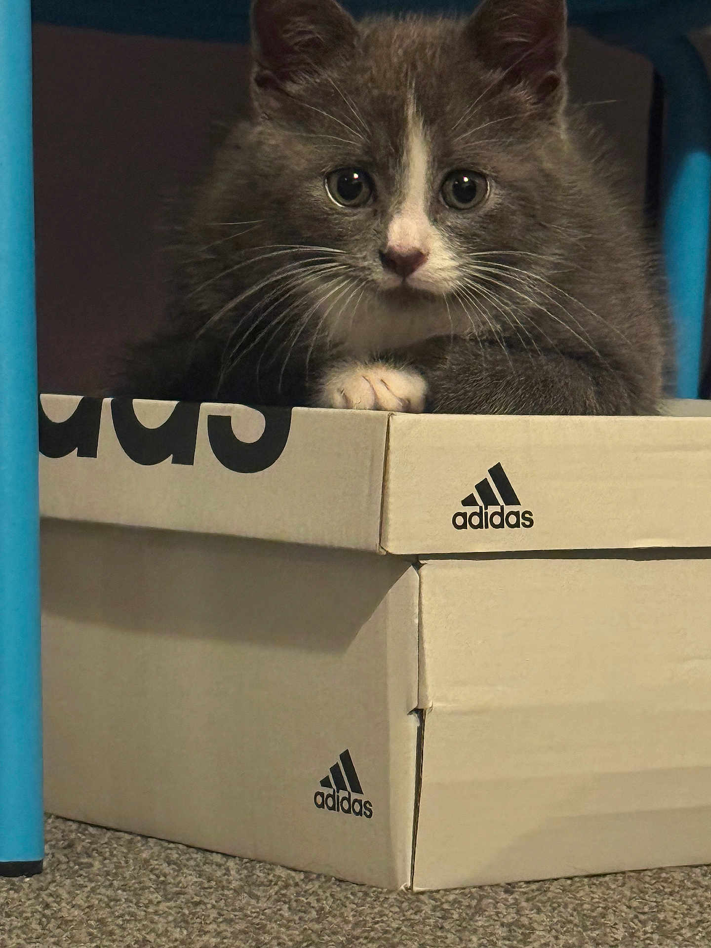 Socks is registered to the contest to win money with this photo: kitten, cat, gray_cat, white_paws, adidas_box, cardboard_box, stacked_boxes, indoor, carpet, pet, cute, animal, feline, whiskers, curious, young_cat, resting, closeup, paw, sitting