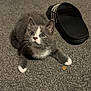 Socks joined the competition — help win amazing prizes! kitten, cat, gray_cat, white_paws, carpet, indoor, pet, animal, cute, feline, footwear, sandal, black_sandal, striped_sandal, looking_up, whiskers, small, young, curious, floor