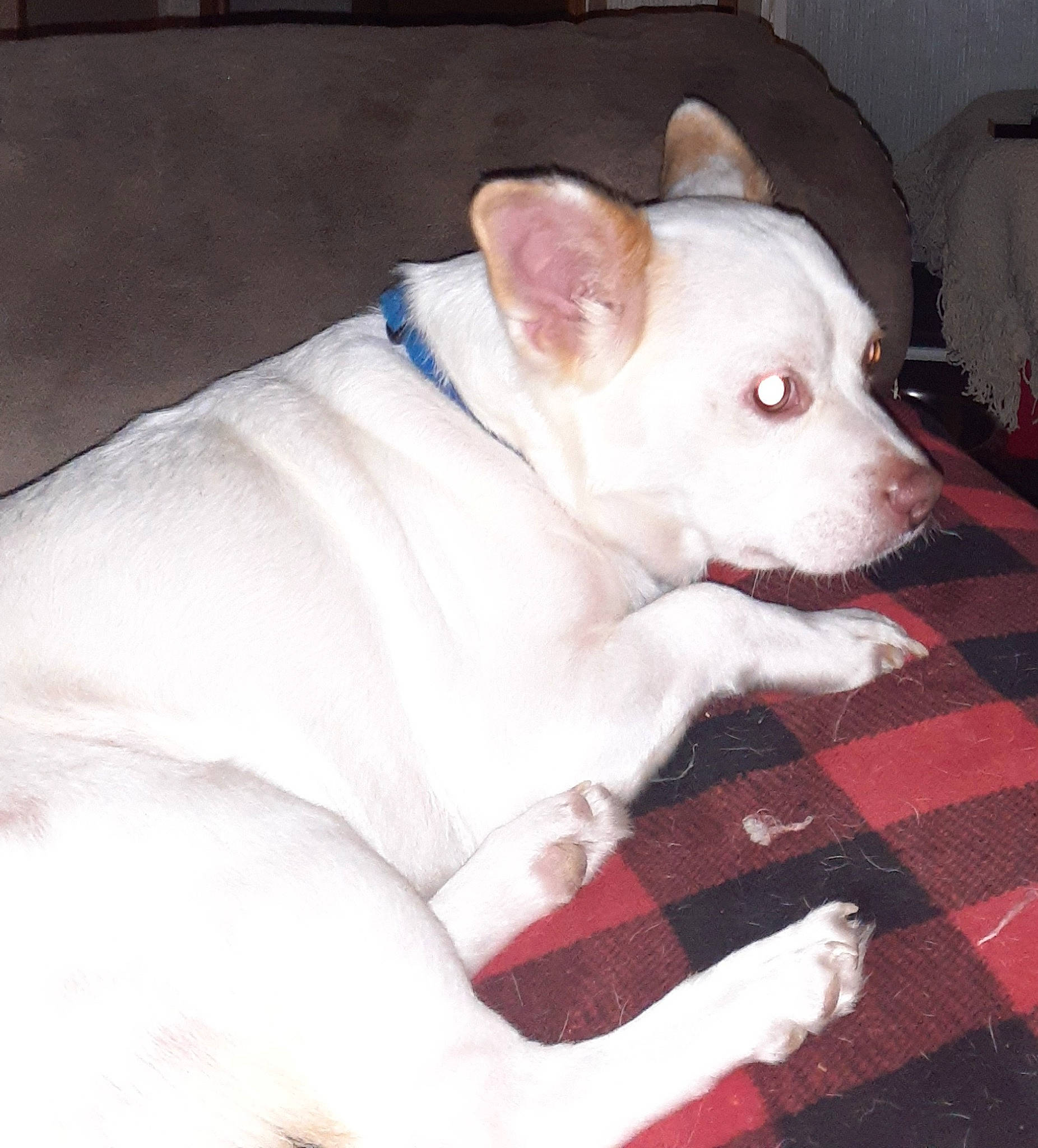 Sticks joined the competition — help win amazing prizes! canidae, carmine, carnivore, comfort, companion_dog, dog, dog_breed, ear, fawn, fur, non_sporting_group, pattern, plaid, snout, sporting_group, tartan, terrestrial_animal, toy_dog, whiskers, working_animal