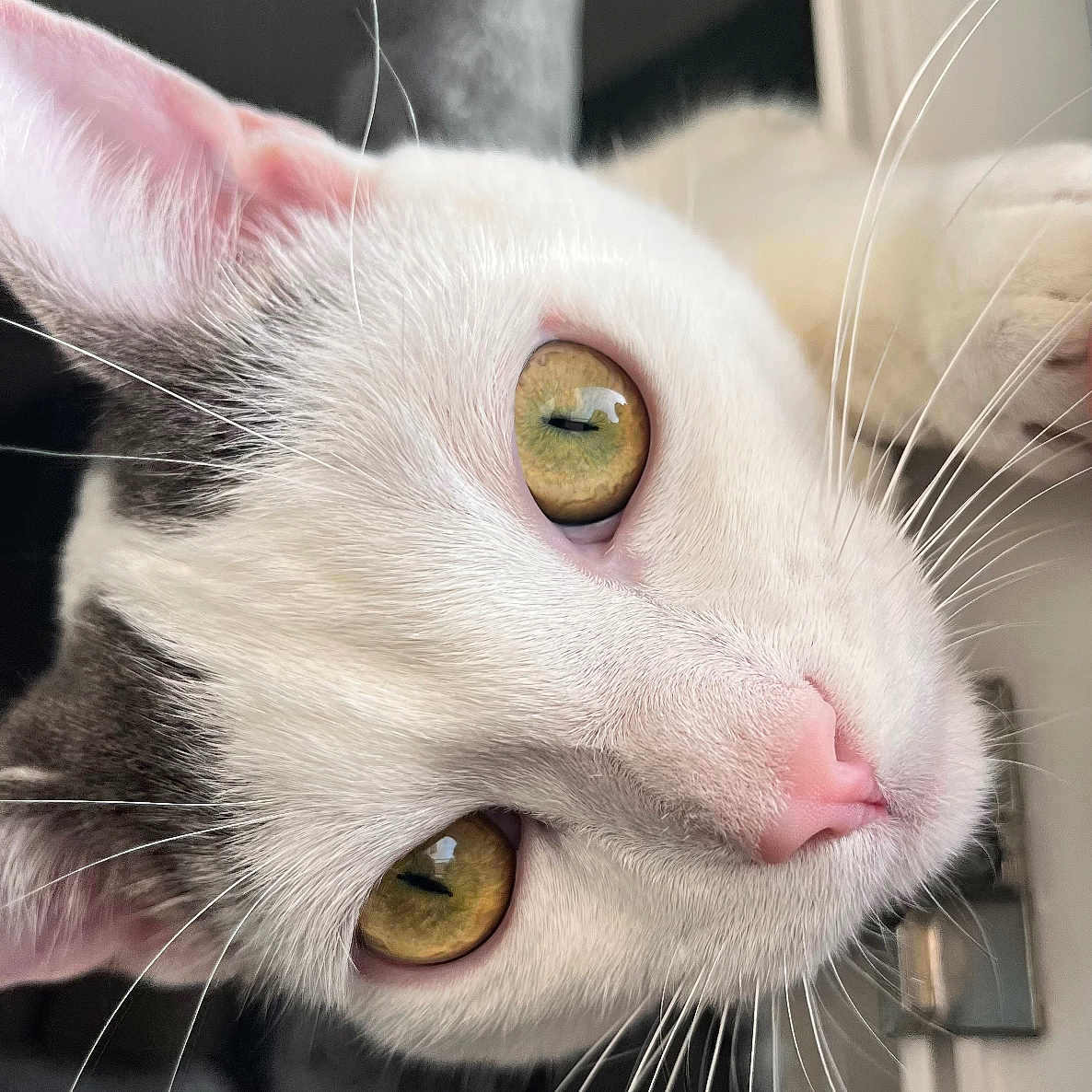 Mallow a rejoint le concours — aidez-le/la à gagner de superbes lots ! abyssinian, angora, animal, cat, kitten, manx, pet, siamese, snout