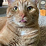 cat, ginger_cat, tabby, pet, indoor, close_up, tongue_out, toy_ball, curious, fur, whiskers, paw, texture, home, carpet, furniture, yellow_eyes, relaxed, mammal, animal