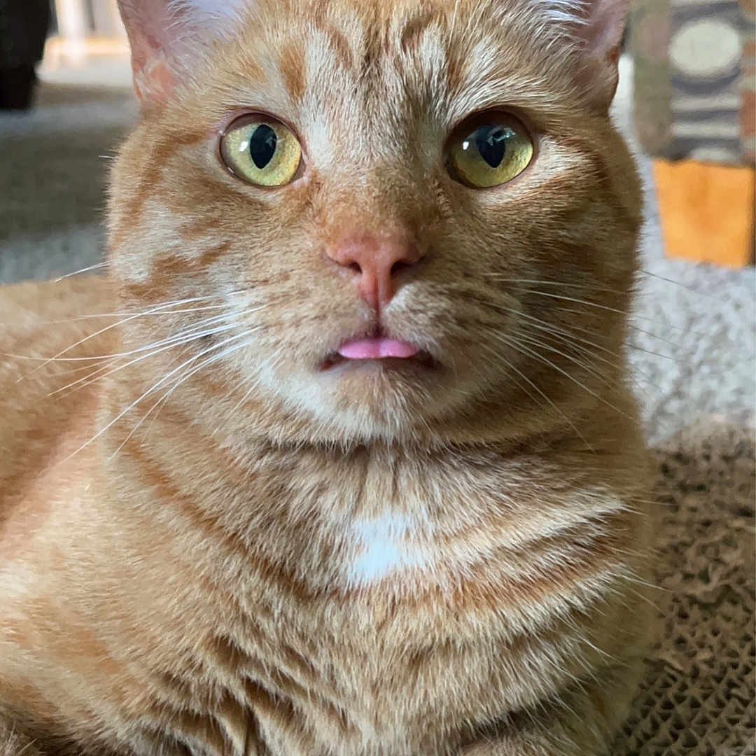 Hank is registered to the contest to win money with this photo: animal, carpet, cat, close_up, curious, fur, furniture, ginger_cat, home, indoor, mammal, paw, pet, relaxed, tabby, texture, tongue_out, toy_ball, whiskers, yellow_eyes