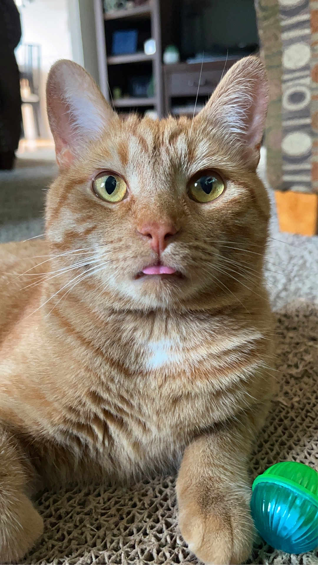 Hank is registered to the contest to win money with this photo: cat, ginger_cat, tabby, pet, indoor, close_up, tongue_out, toy_ball, curious, fur, whiskers, paw, texture, home, carpet, furniture, yellow_eyes, relaxed, mammal, animal